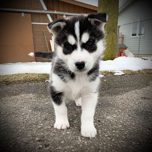 Siberians husky puppies for adoption