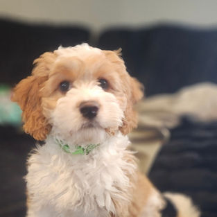 Cockapoo near Niagra