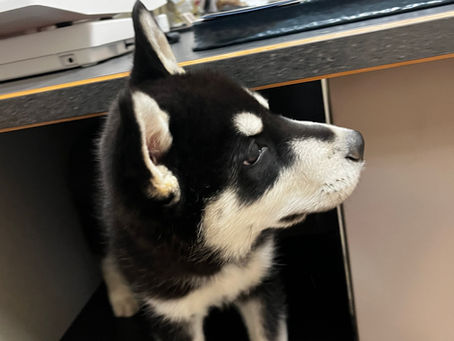 a husky puppy ready for a vet exam