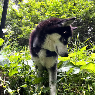 husky breeder near London, Ontario