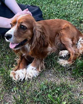 cocker spaniel mom - susie_edited.jpg