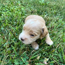 cute mini cockapoo puppy near me in ontario