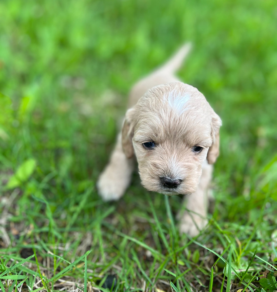 Special Cockapoo Family Raised Cockapoos | Snowsong Siberians - Your Perfect Furry Companion