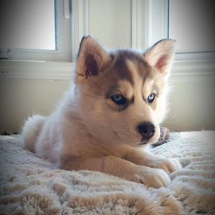 grey husky puppies