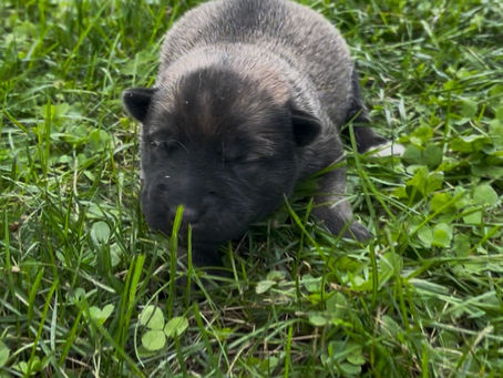 A baby agouti siberian husky resting in the grass.