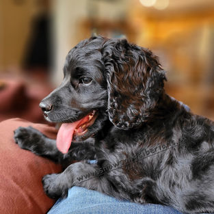 black mini cockapoo puppy ontario