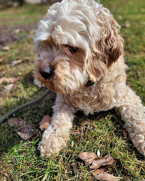 Cockapoo