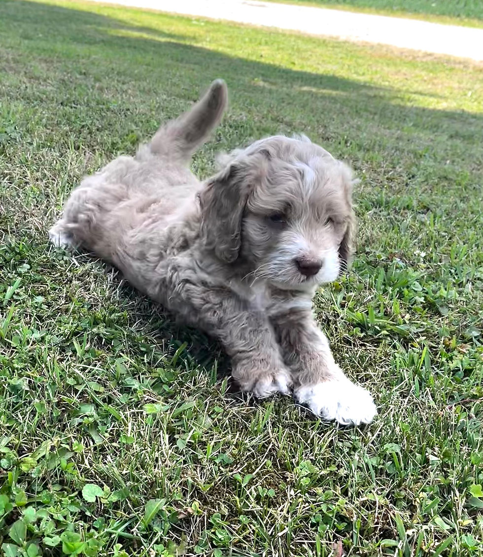 Fluffy cockapoo puppy with brown and white fur lies on green grass in a sunny outdoor setting, looking curious and relaxed.