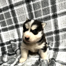 siberian husky puppy for adoption in ontario