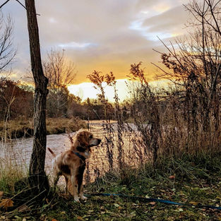 toroonto cockapoo breeder