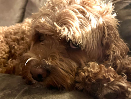 Are Cockapoos Indoor or Outdoor Dogs?