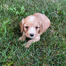 red and white cockapoo puppy breeder near me in ontario