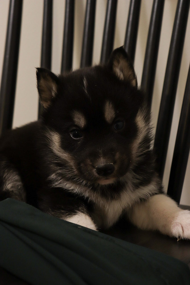 Understanding Husky Pack Behaviour: Insights from Snowsong Siberians
