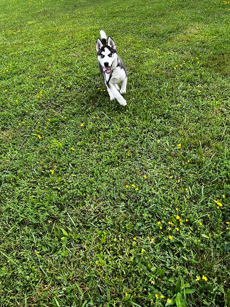 Siberian Husky Run: Adventures & Challenges - Snowsong Siberians and ...