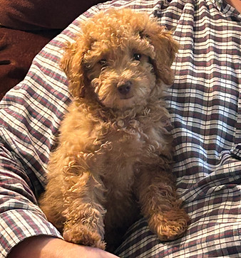 Ontario Cockapoo Breeder