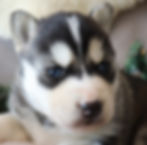 Close-up of a fluffy Siberian Husky puppy with striking blue eyes lying down. Background is a soft beige with bits of green foliage.