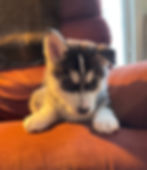 Husky puppy on a red couch, looking down with a curious expression. Sunlight casts soft shadows. Cozy indoor setting, window in background.