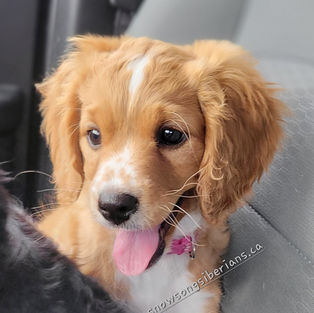 cute mini cockapoo puppy for adoption