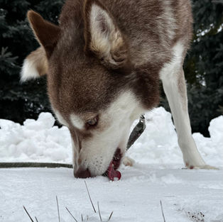 a brown siberian husky near me