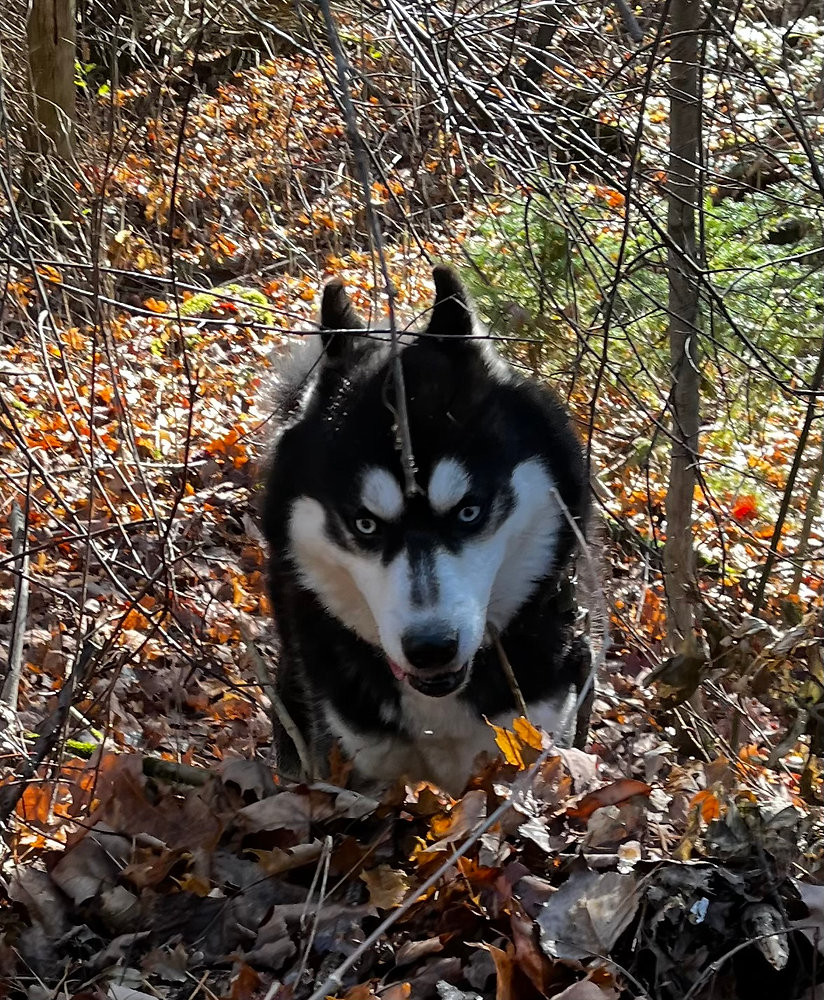 The Development of the Siberian Husky | Snowsong Siberians Blog