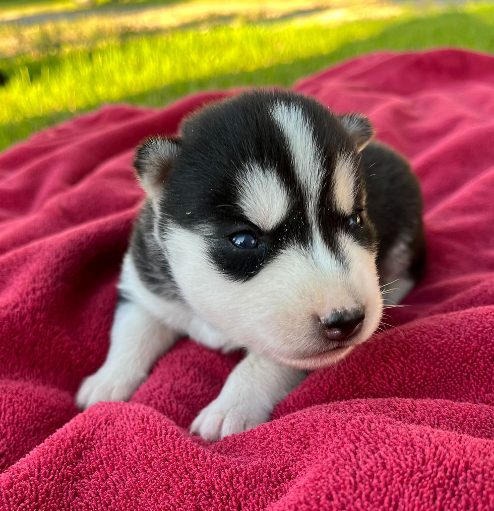 husky puppy for sale ontario