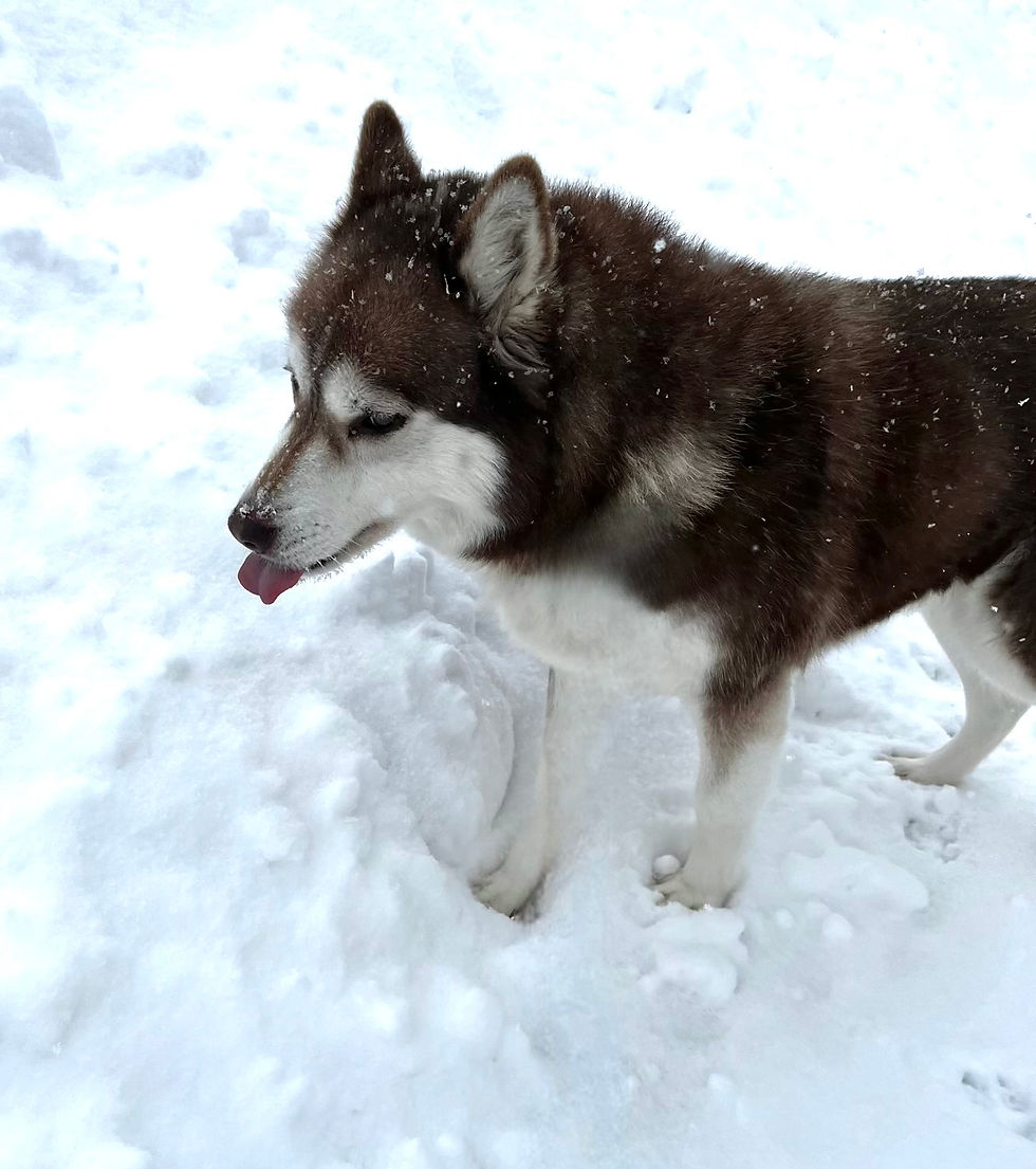 A brown and white husky stands in the snow, tongue out. Snowflakes cover its fur, creating a serene winter atmosphere.