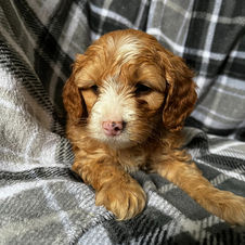 mini cockapoo puppy near Cambridge, Ontario