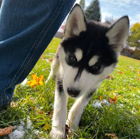 beautiful husky in ontario
