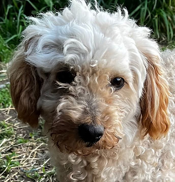 mini poodle - rascal_edited.jpg