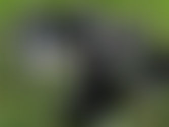 seven one week old siberain husky puppies