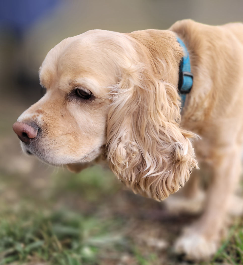 Golden cocker spaniel with blue collar sniffs ground. Background is grassy and blurred, creating a calm, focused atmosphere.