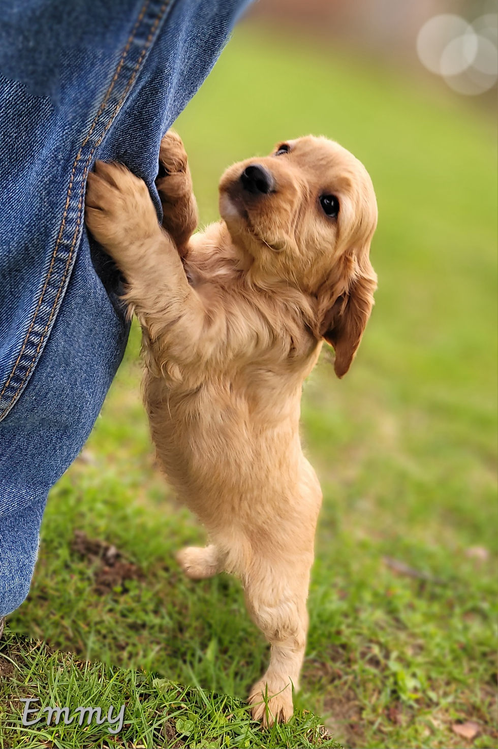 A playful cockapoo puppy