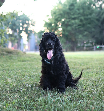 mini cockapoo puppies for sale.jpg