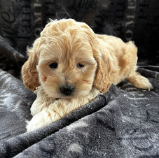 cockapoo for sale near me