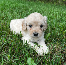 adorable cockapoo puppy near sarnia, ontario
