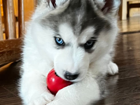 A blue eyed Snowsong husky puppy relaxing with a kong