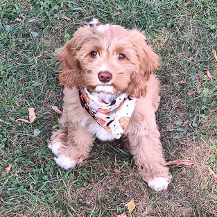 Cockapoo near Caladonia