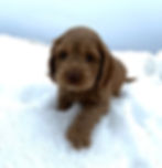 Brown cockapoo puppy on white snow, looking curiously at the camera. Overcast sky in the background. Playful and tranquil mood.