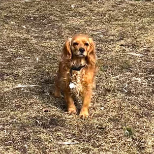 Cockapoo breeder Southern Ontario
