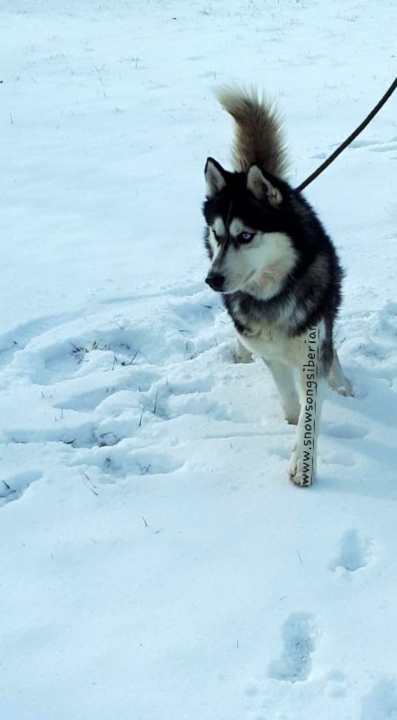 Snowsong Siberians Yukon walking