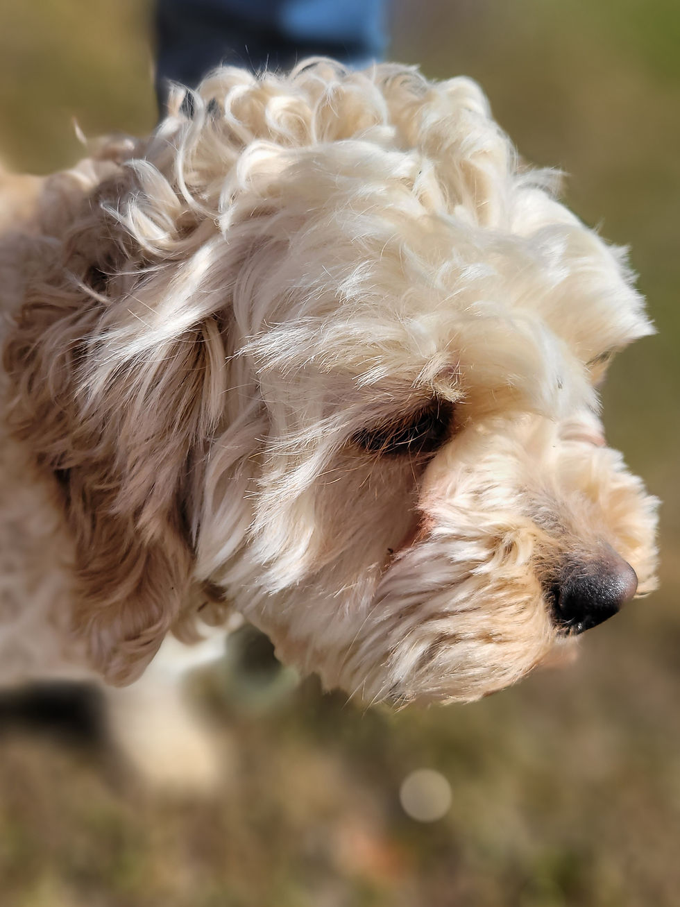 Close-up of a fluffy, cream-colored Snowsong Cockapoo outdoors, gazing intently. The background is a blurred grassy area, giving a serene mood.