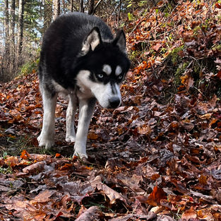 Top siberian husky breeder ontario