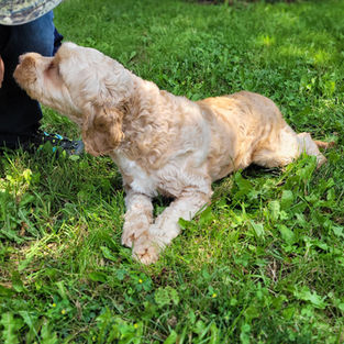 GTA cockapoos for sale