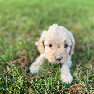 sweet mini cockapoo puppy for adoption
