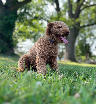 mini cockapoo dad .jpg