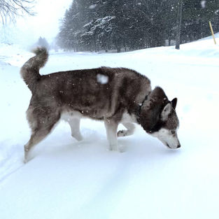 ontario siberian husky breeder