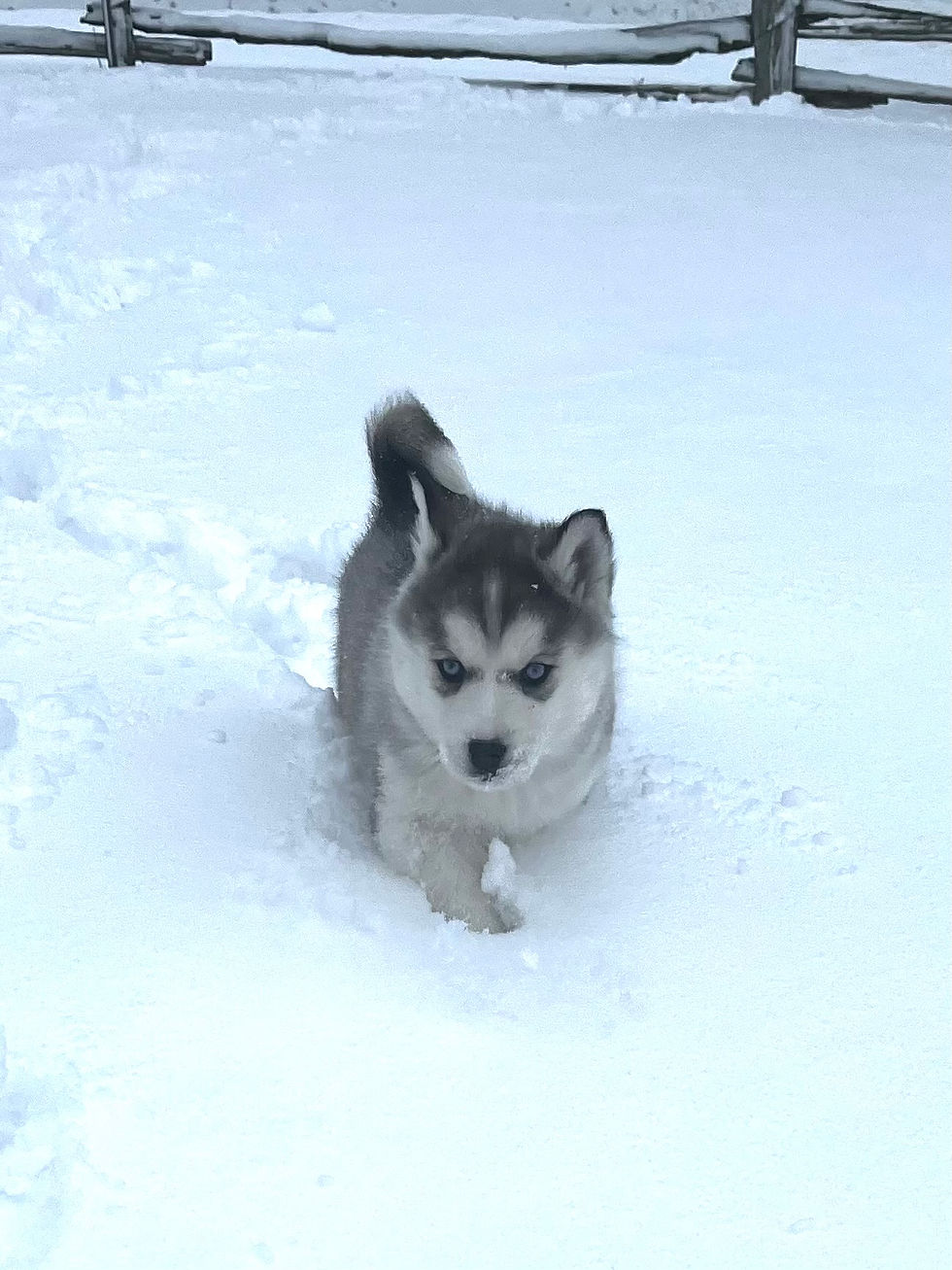 A fluffy Snowsong husky puppy walks through snowy ground with a wooden fence in the background. The scene is serene and the Siberain Husky appears focused.