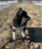 A black and white husky puppy stands on dry grass, looking to the right. Sunlit field and blurred road in the background. Calm and curious mood.