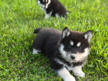 a young husky waiting to play on the summer lawn