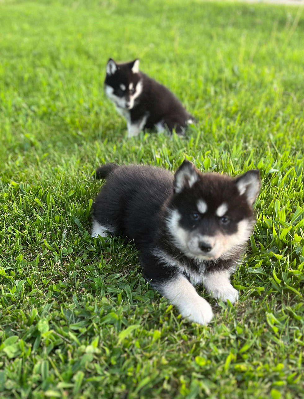 a young husky waiting to play on the summer lawn